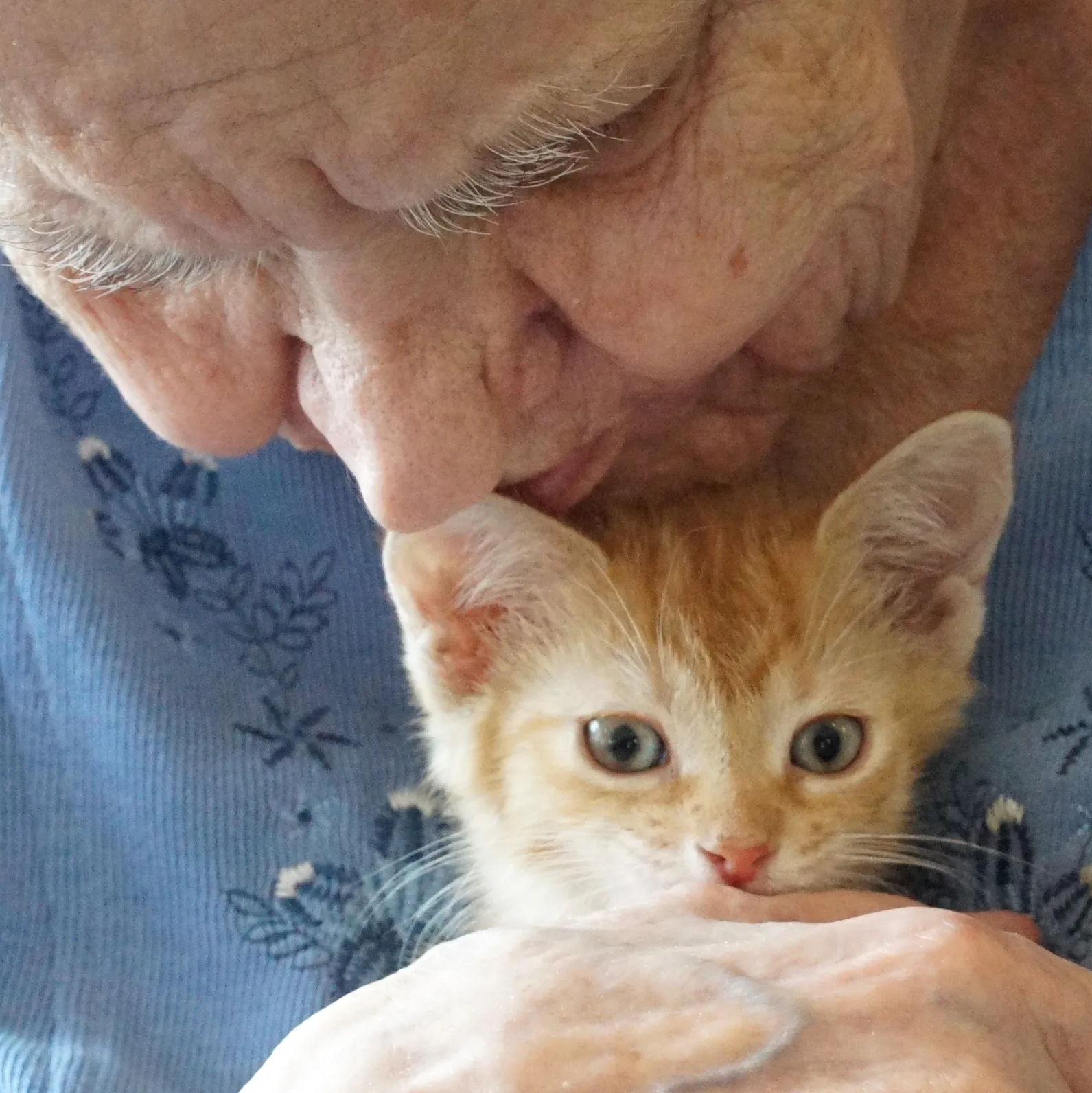 68f26709-0292-421c-a1ca-e1f752417735-KittensVisitSeniorsSlyon1.jpg copy